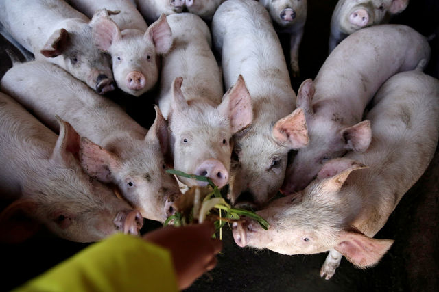 China flys in 900 Danish breeding pigs to replenish herd