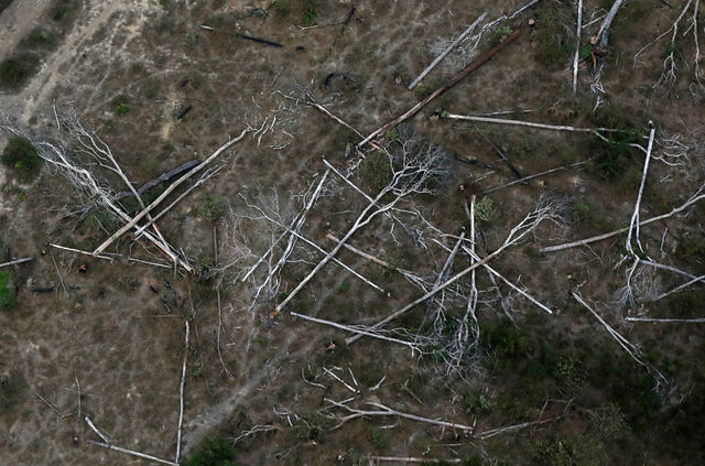 Deforestation in Brazil’s Amazon rainforest surges by way of September
