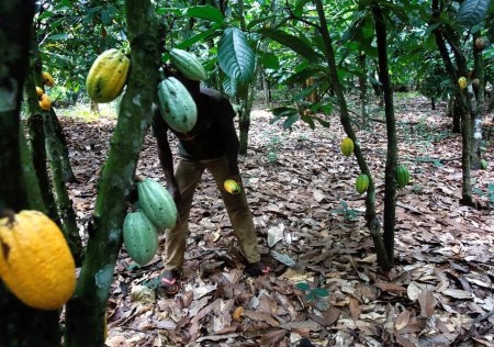 Ivory Coast, Ghana elevate menace to cocoa sustainability schemes