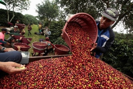 Costa Rica espresso exports plunge 58%