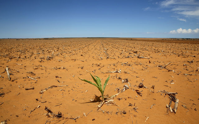 Dry, scorching climate threatens South African grain crops