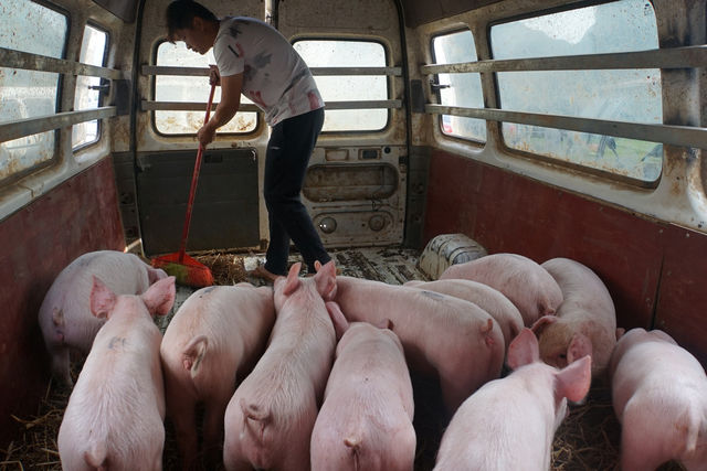 China urges areas to hurry up pig breeding forward of Lunar New 12 months