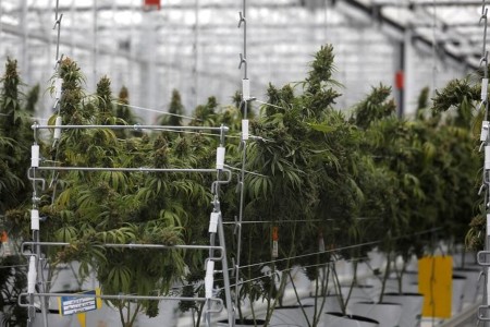Tilray experiences larger loss as oversupply hits weed costs
