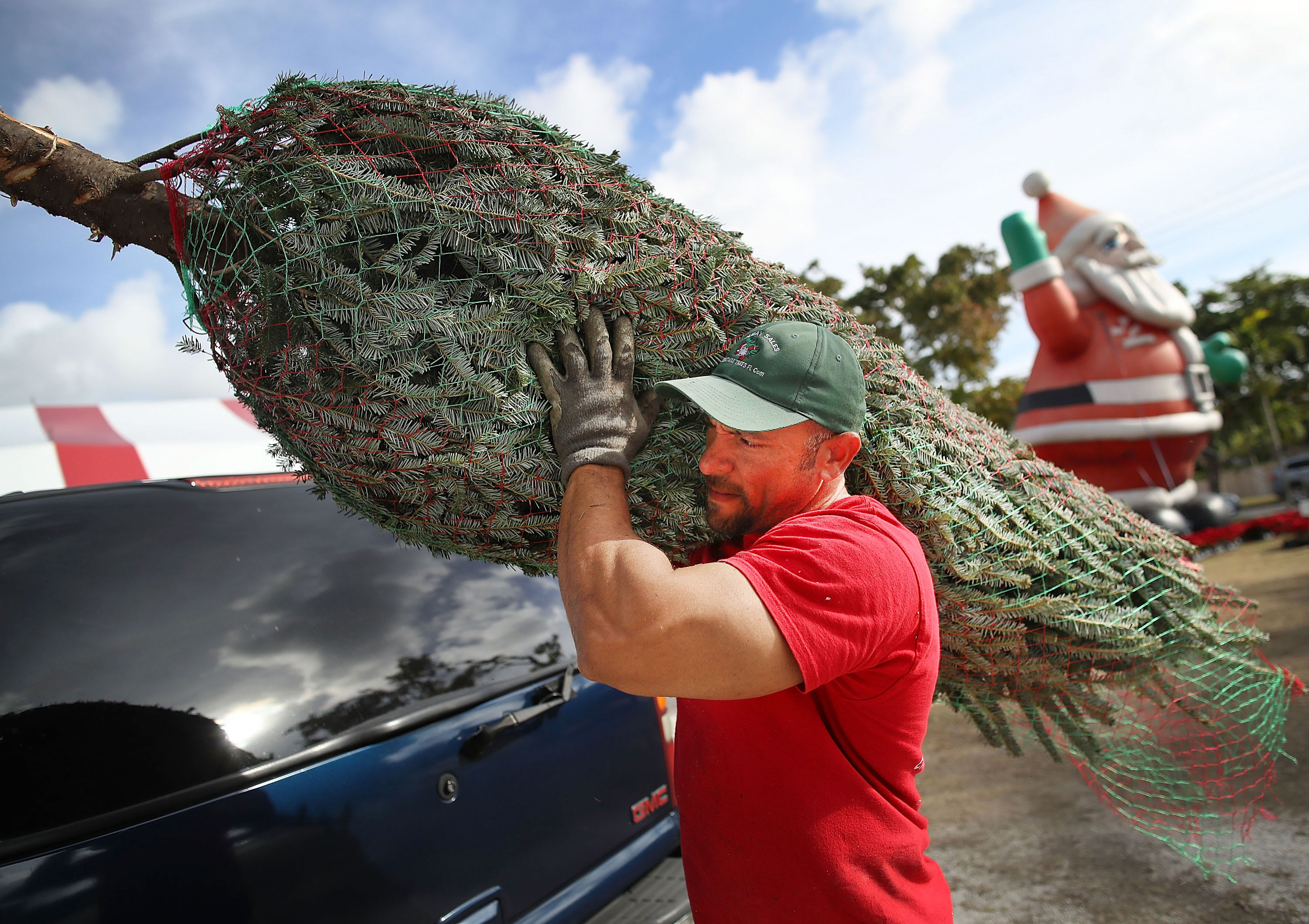 Christmas tree costs rise as drought and hearth hit crops, farms shut