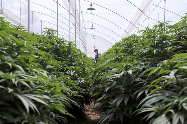 Brazil approves medical marijuana guidelines, blocks hashish cultivation
