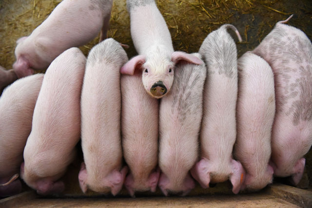 China should get better pig manufacturing, stabilise pork provide -vice premier