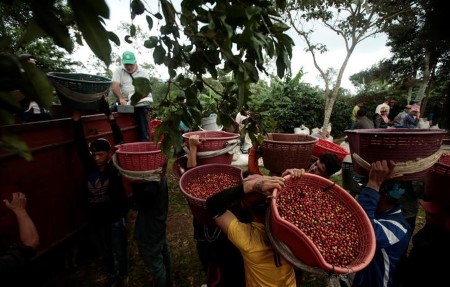 Costa Rica espresso exports fall in November on lingering roya impression