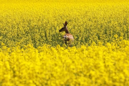 Canadian canola crop smallest in four years, disappoints after moist harvest