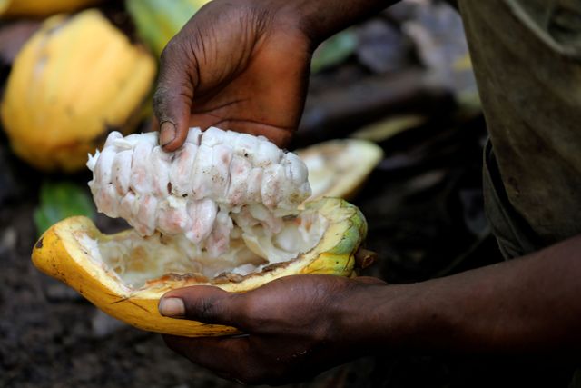 Ivory Coast cocoa crop boosted by gentle Harmattan, farmers say