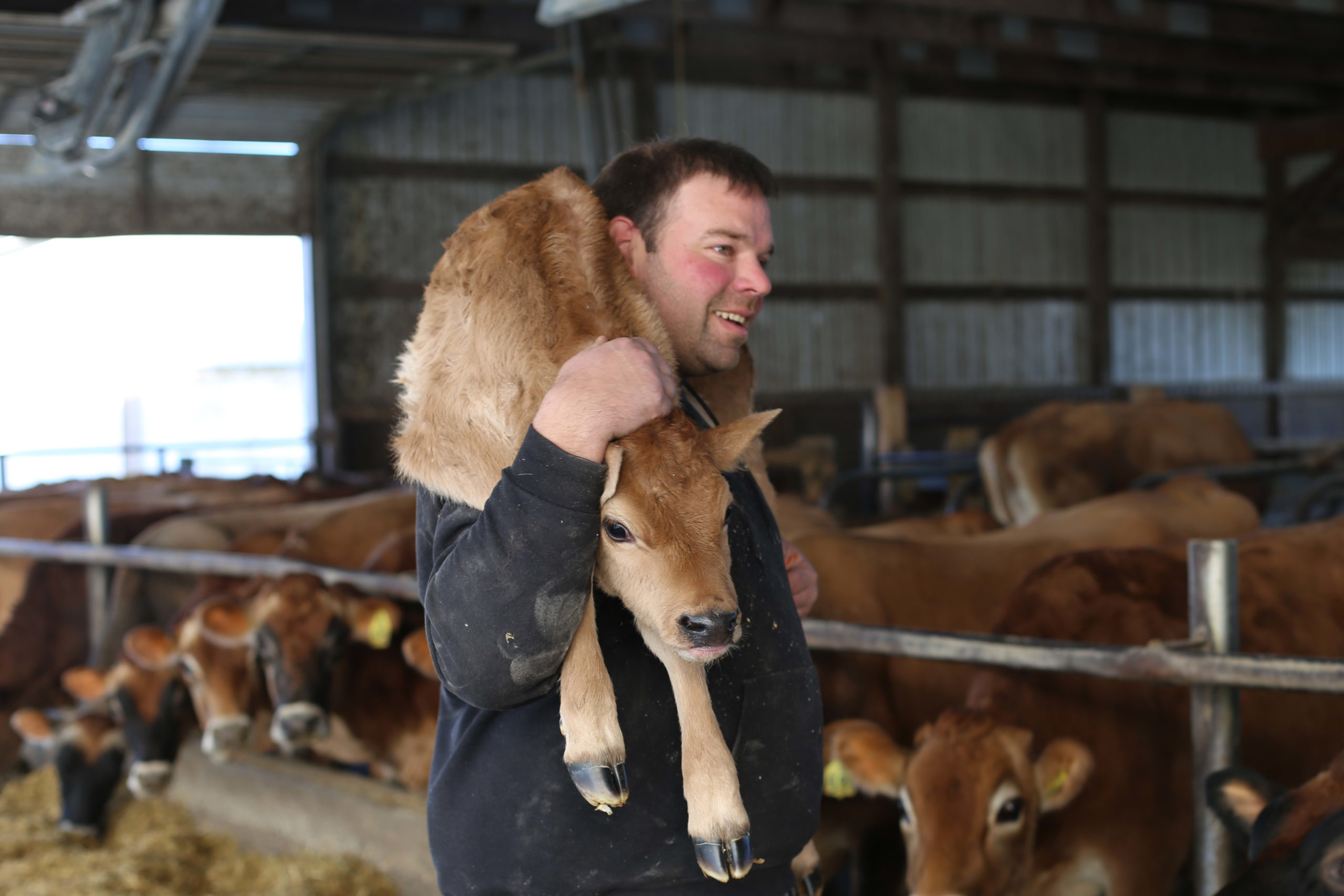US dairy farmers battle extinction Trump commerce wars decrease milk costs