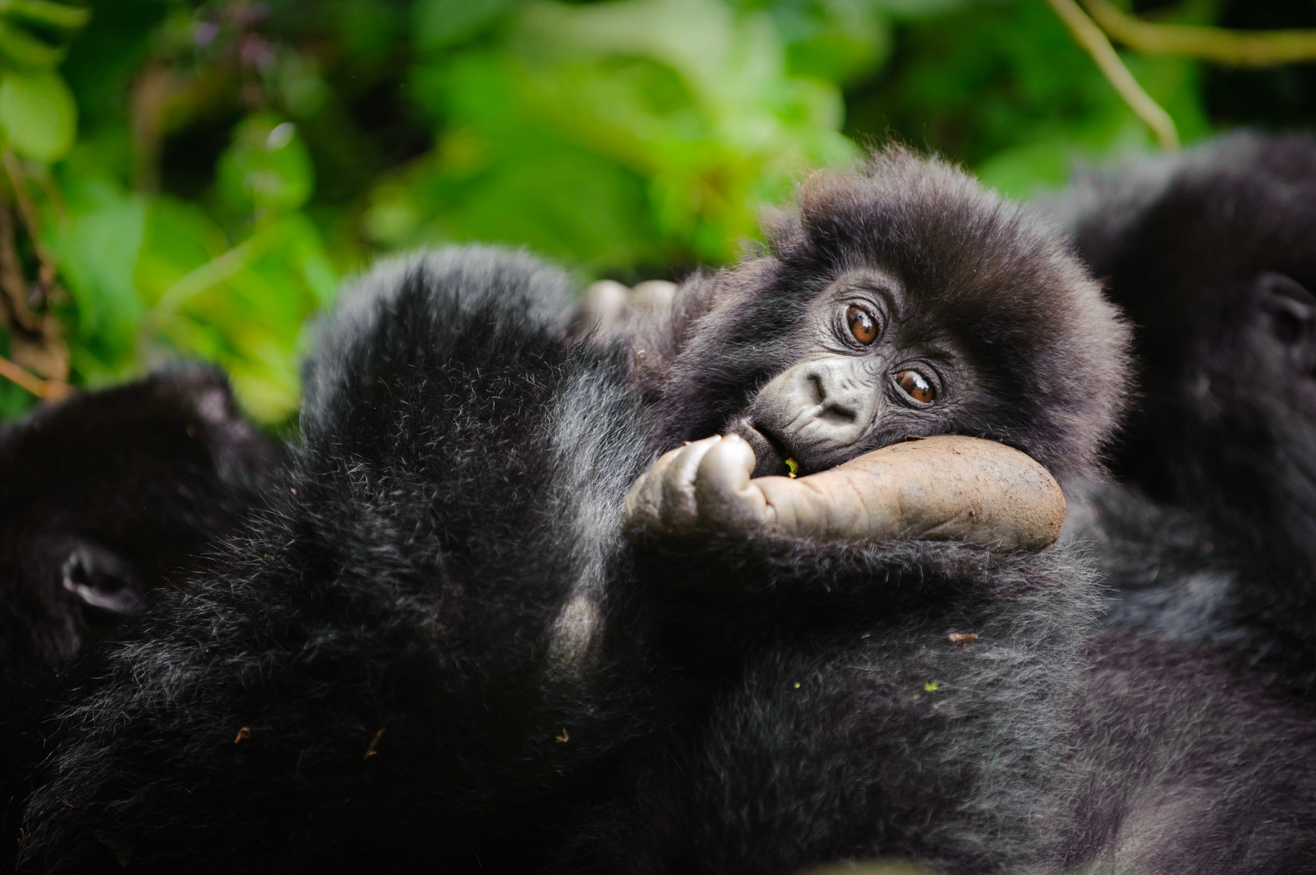 gorillas, safaris and tea plantations