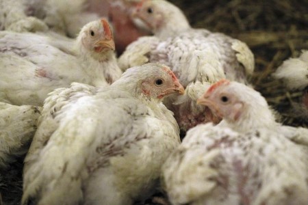 Polish chook flu outbreak spreads, with 4 extra instances