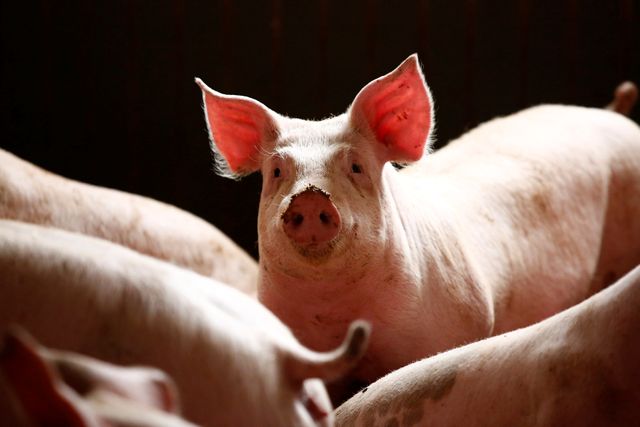 African swine fever spreads close to the German border – OIE