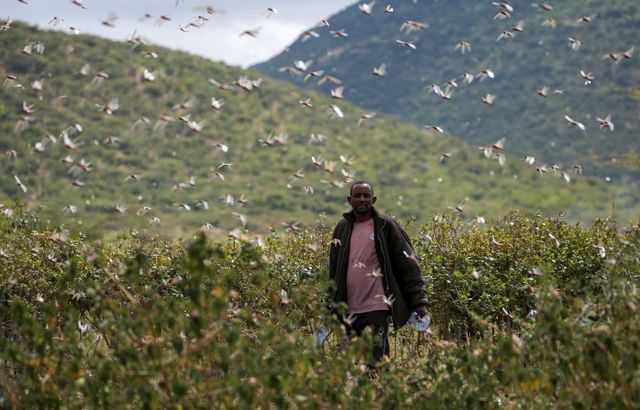 Locust plague devastates crops in Horn of Africa
