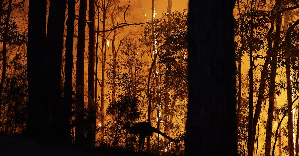 Australia fires: the place your catastrophe aid donations will help essentially the most