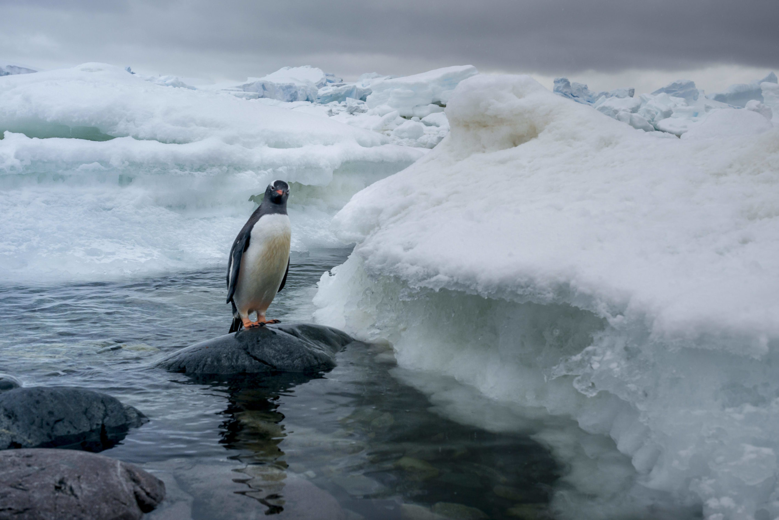 Antarctica registers report temperature as local weather change progresses