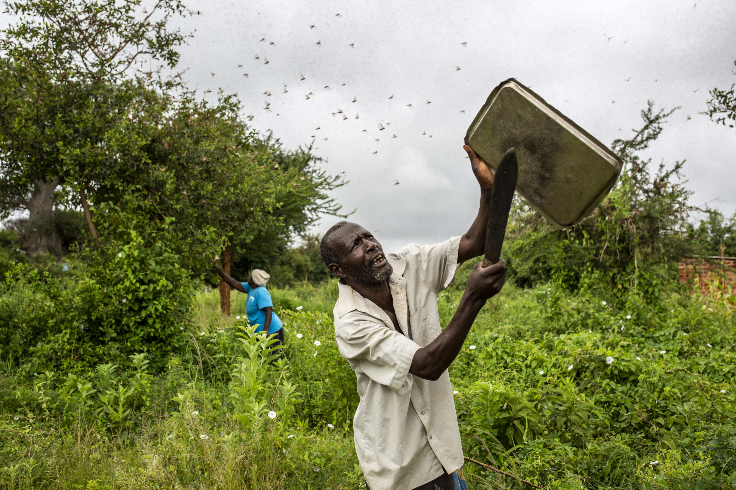 Plague of locusts threatens East African economies as UN sounds alarm