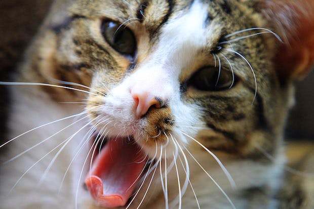Spectator competitors winners: T.S. Eliot’s cats become familiar with the 21st century