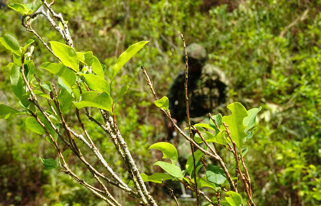 Colombia goals to eradicate 130,000 hectares of coca in 2020