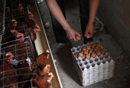 China coronavirus curbs go away Hubei poultry farmers with ‘no technique to get by’