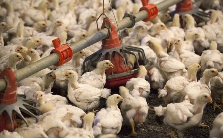 China approves imports of all U.S. poultry, poultry merchandise