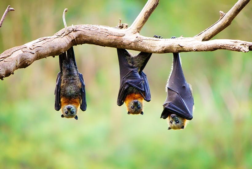 Why have so a lot of our current viruses come from bats?