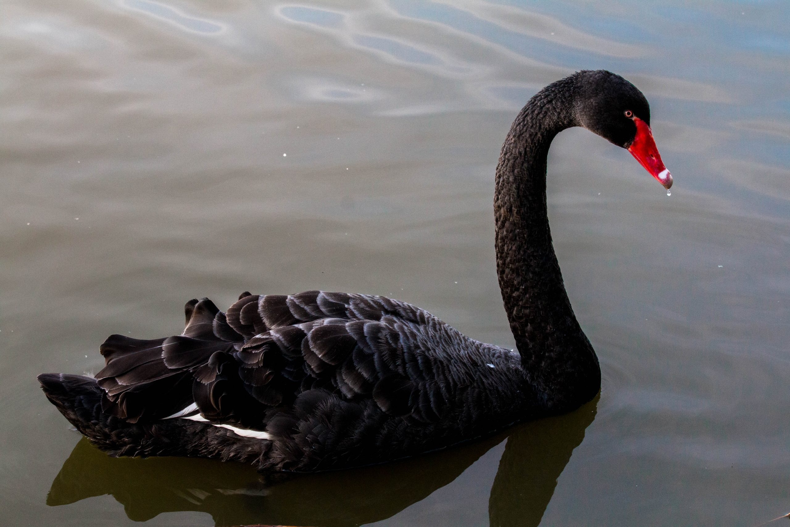 US Intelligence Officers Are Funding Analysis on Greenback-Crushing ‘Black Swan’ Occasions