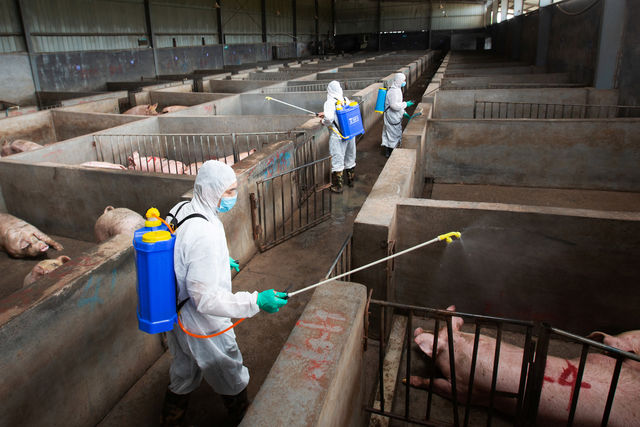 China experiences African swine fever case in piglets transported to Sichuan