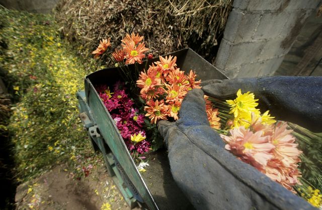 Costa Rica farmers destroy flowers as coronavirus spoils exports