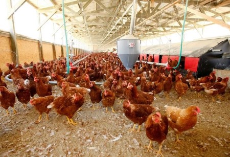 Coronavirus slows hen manufacturing in top-producing U.S. state -Sanderson Farms