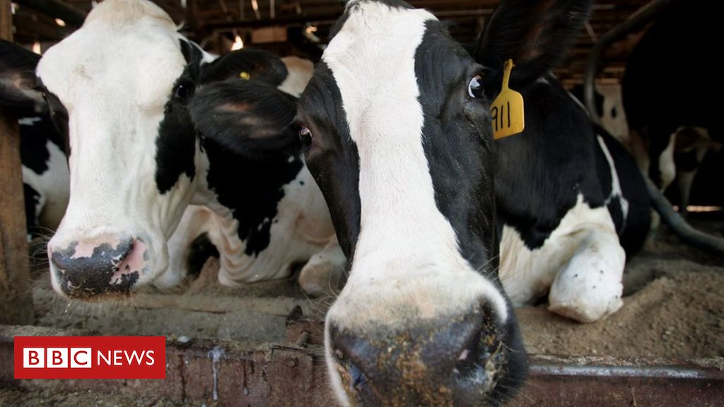 Coronavirus: Hardship fee for dairy farmers thought of