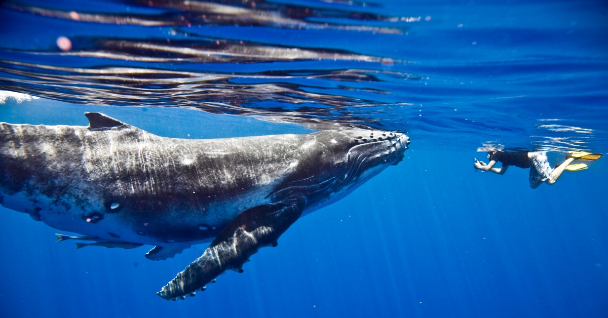 Bitcoin Whale Addresses Hit Highest Quantity Since August 2019