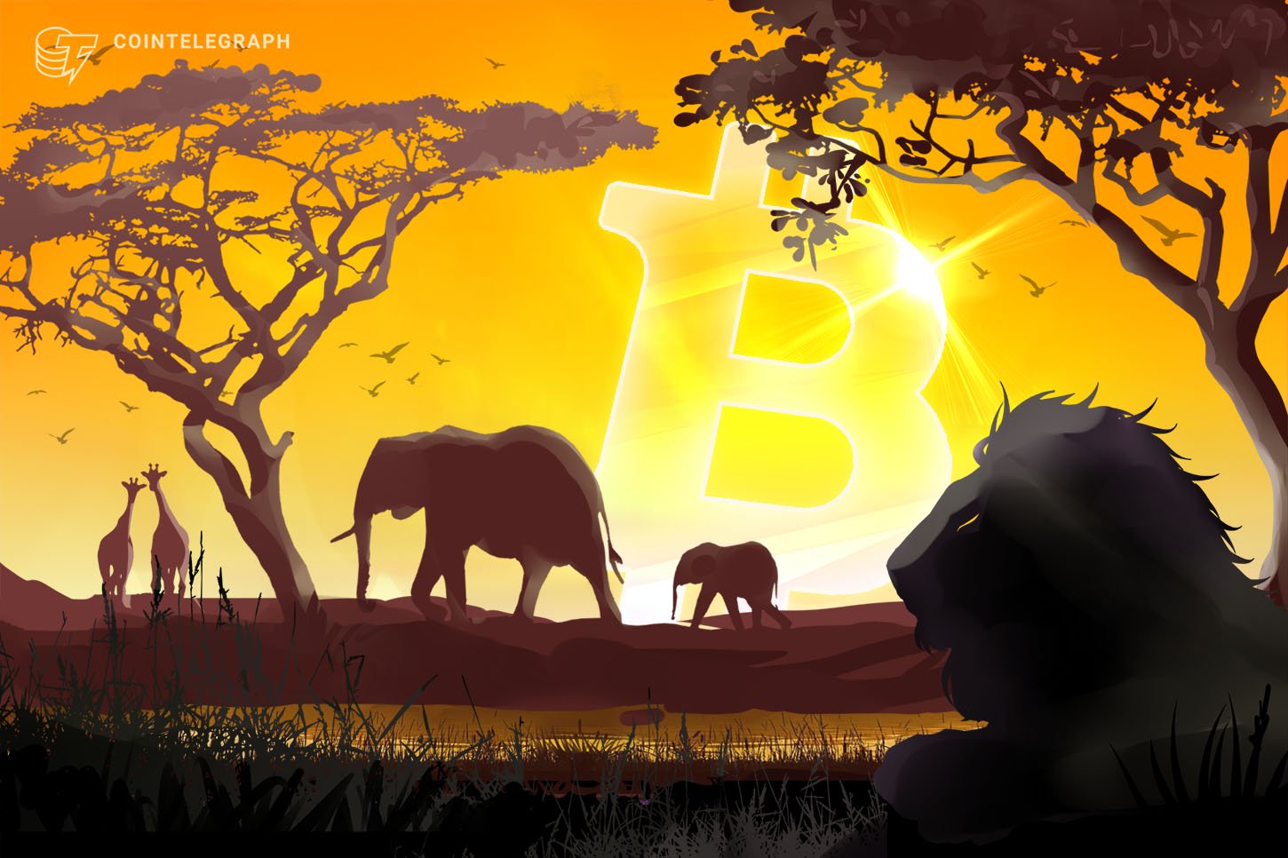 African Bitcoin Buying and selling Quantity Breaks 2017’s Document Forward of Halving