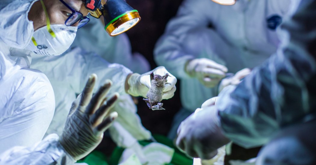 Distinguished Scientists Denounce Finish to Coronavirus Grant