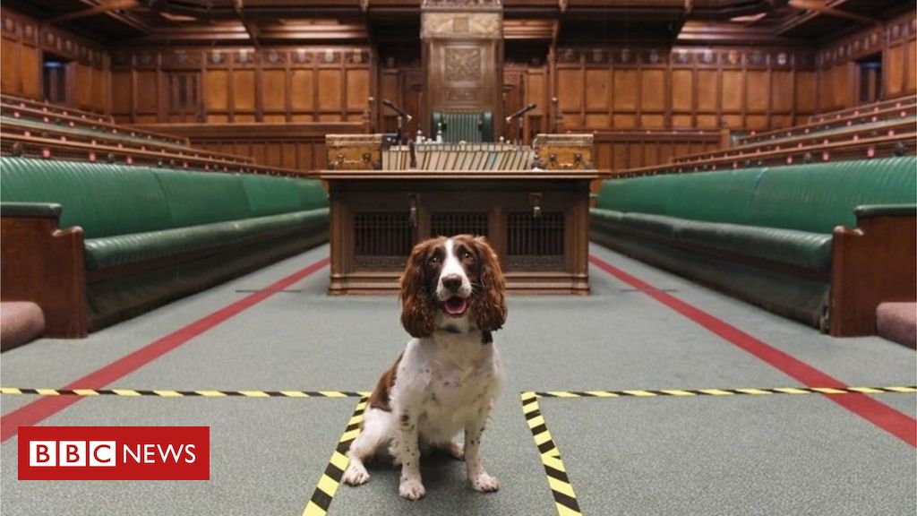 ‘Heroic’ canine given Speaker’s chair throughout Commons explosives sweep