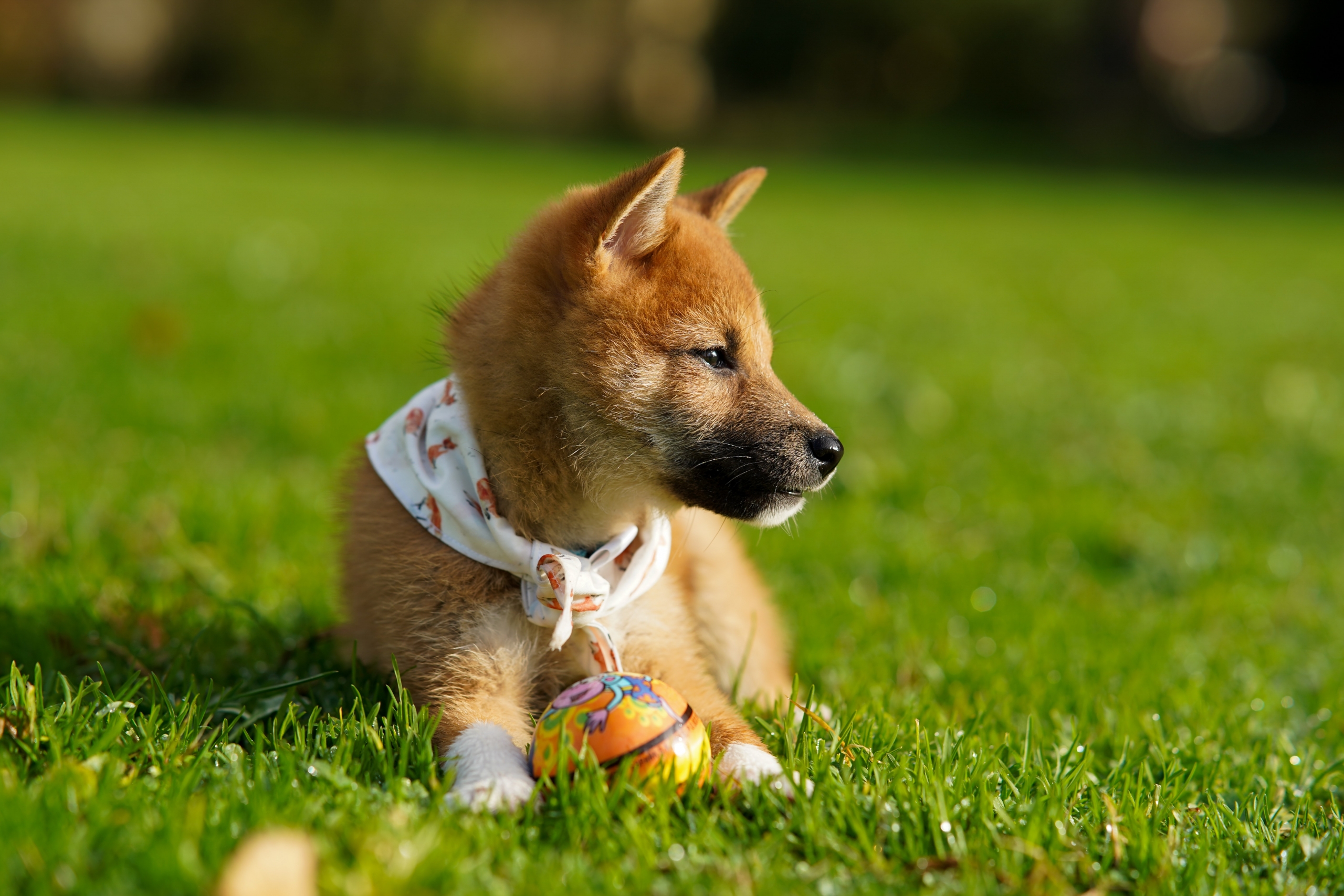 Dogecoin Volumes Spike 1,900% in 2 Days Amid Viral TikTok Movies- CoinDesk