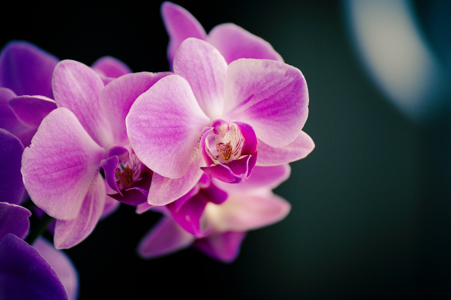 Orchid VPN Goes Dwell With Desktop App for Mac Customers