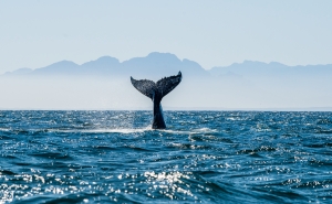 Whale Alert: $27M From 2016 Bitfinex Hack Is on the Transfer Whale Alert: $27M From 2016 Bitfinex Hack Is on the Transfer