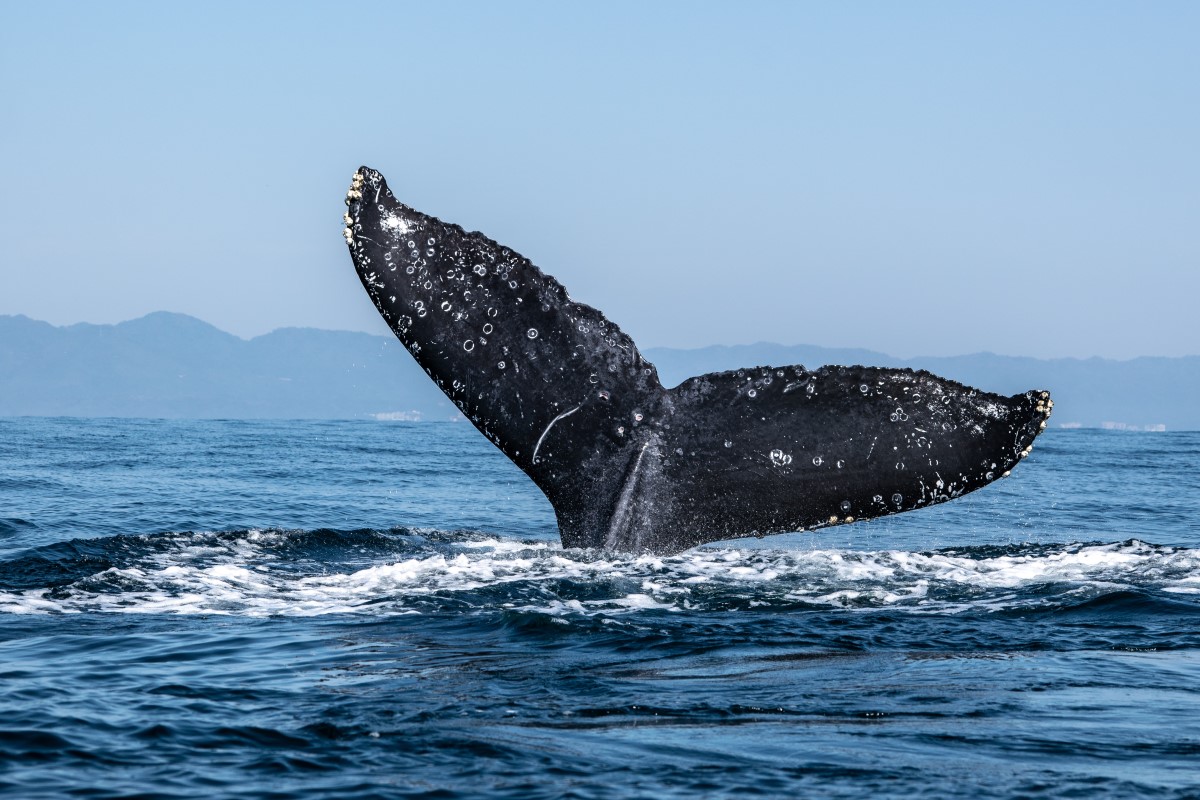 Drop in Bitcoin ‘Whale’ Addresses Suggests Market Might Be Decentralizing
