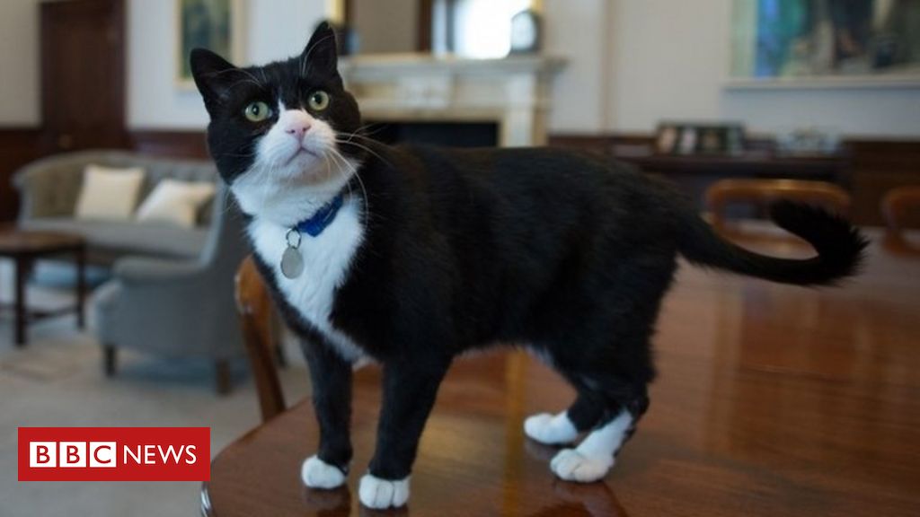 International Workplace cat Palmerston retires to countryside