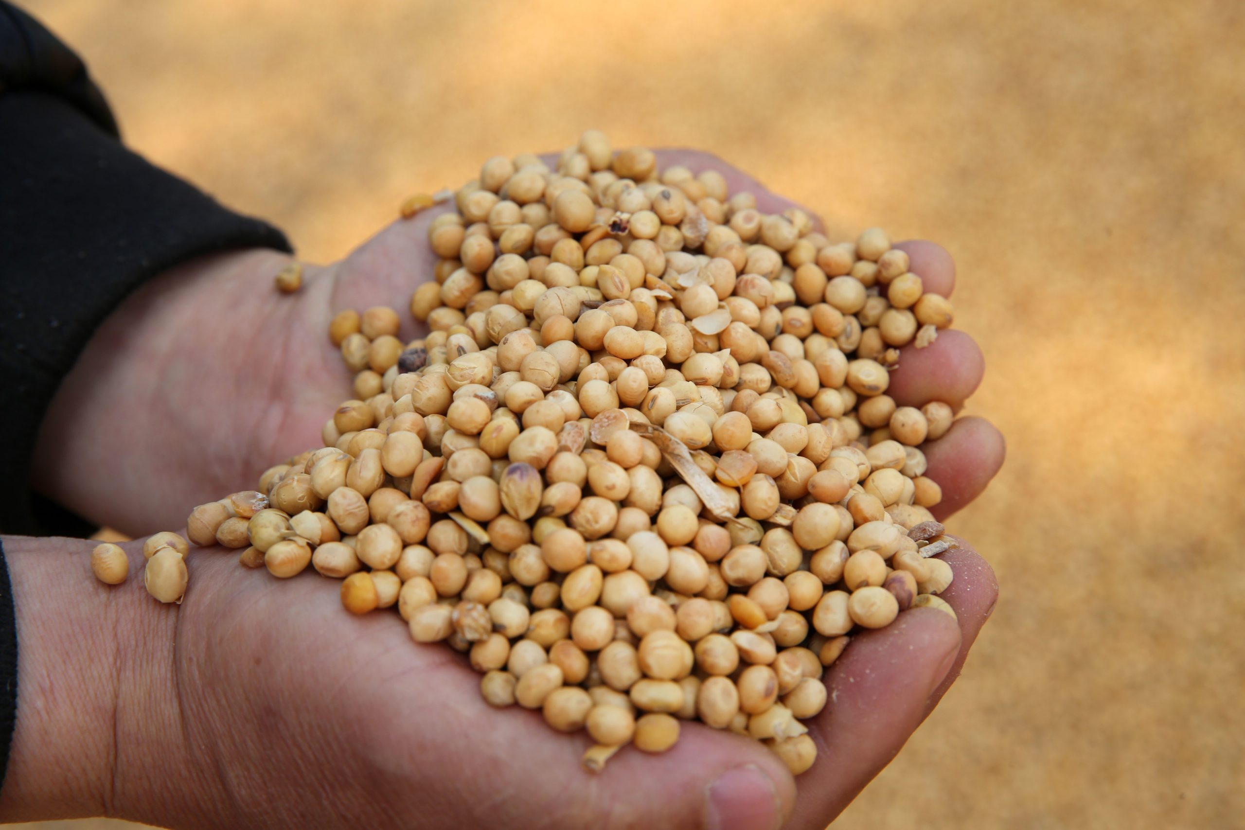 Soybeans have been surging on Chinese language demand and purchases might proceed