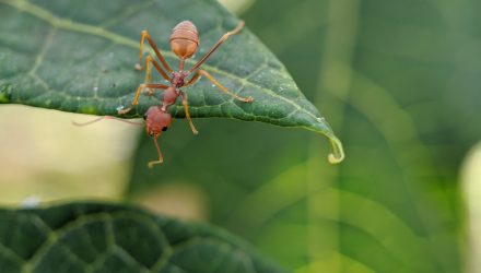 New ANT May Be Alluring Mid-Cap Thought