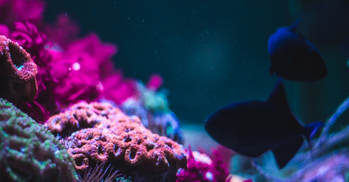 Reef Finance Raises $3.9M for Cross-Chain DeFi on Polkadot
