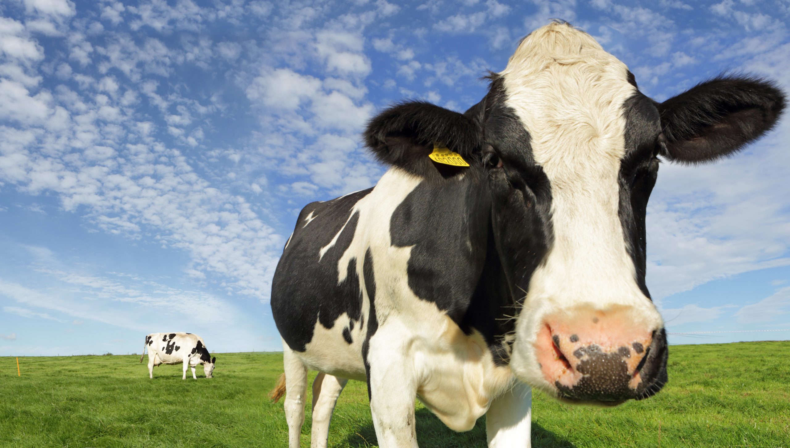 Dairy agency hoping to energy supply vehicles with cow manure