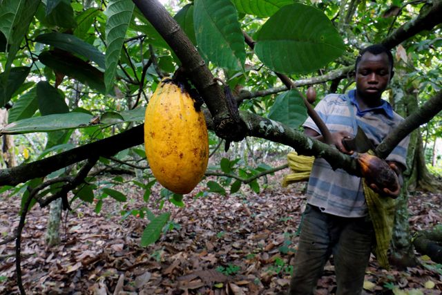 Farmers say climate serving to Ivory Coast’s fundamental cocoa crop