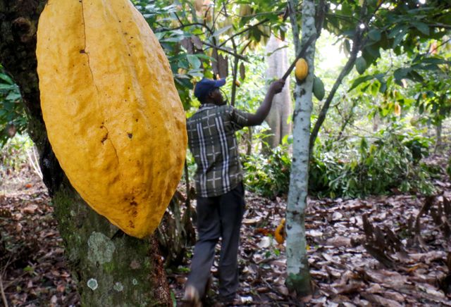 Ivory Coast cocoa farmers say rains have boosted foremost crop