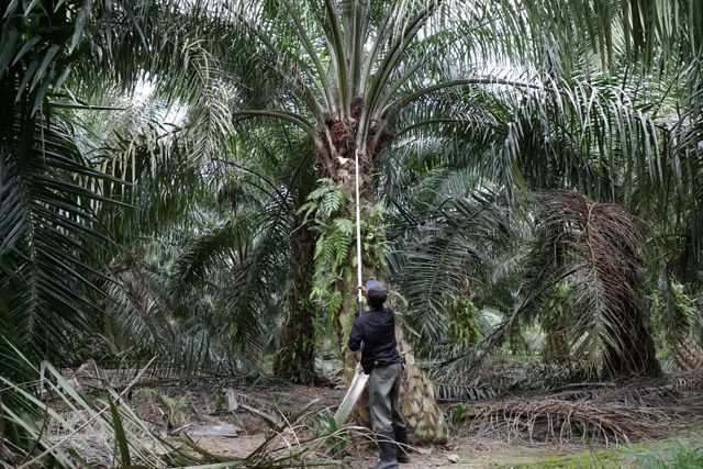 Malaysia’s FGV upset with U.S. ban on its palm oil merchandise