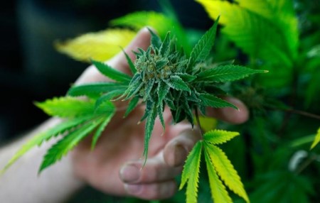 Weed shares surge after Kamala Harris guarantees to decriminalize pot