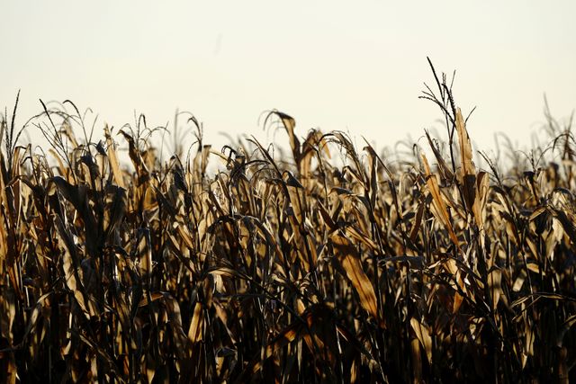 Mexico buys most U.S. corn in practically a yr Mexico buys most U.S. corn in practically a yr