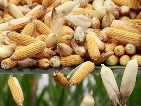 EXCLUSIVE-China eyes extra corn imports as shipments surge, set to grow to be high purchaser